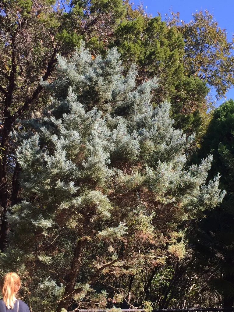 Arizona Cypress (Hesperocyparis arizonica) — Spadefoot Nursery, Inc.